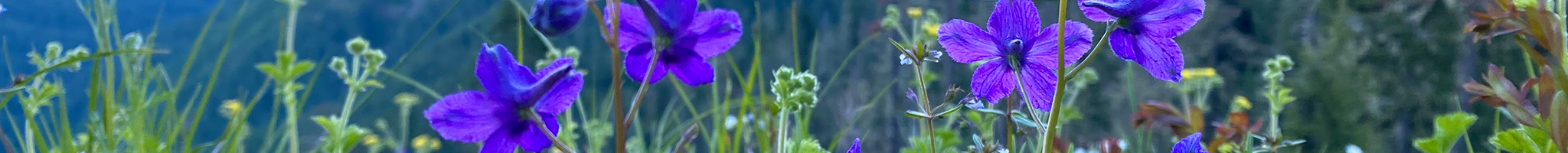 Nature Background Image