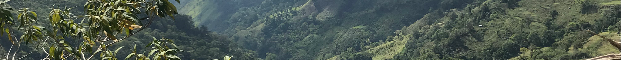 Forest Background