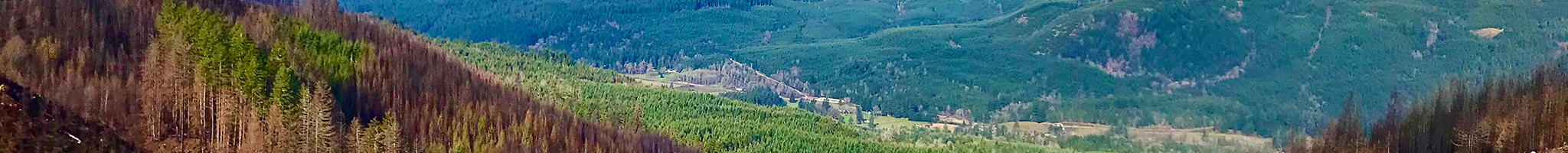 Forest Background