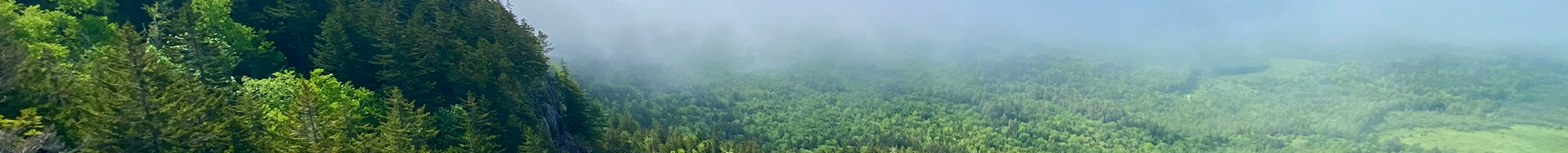 Forest Background
